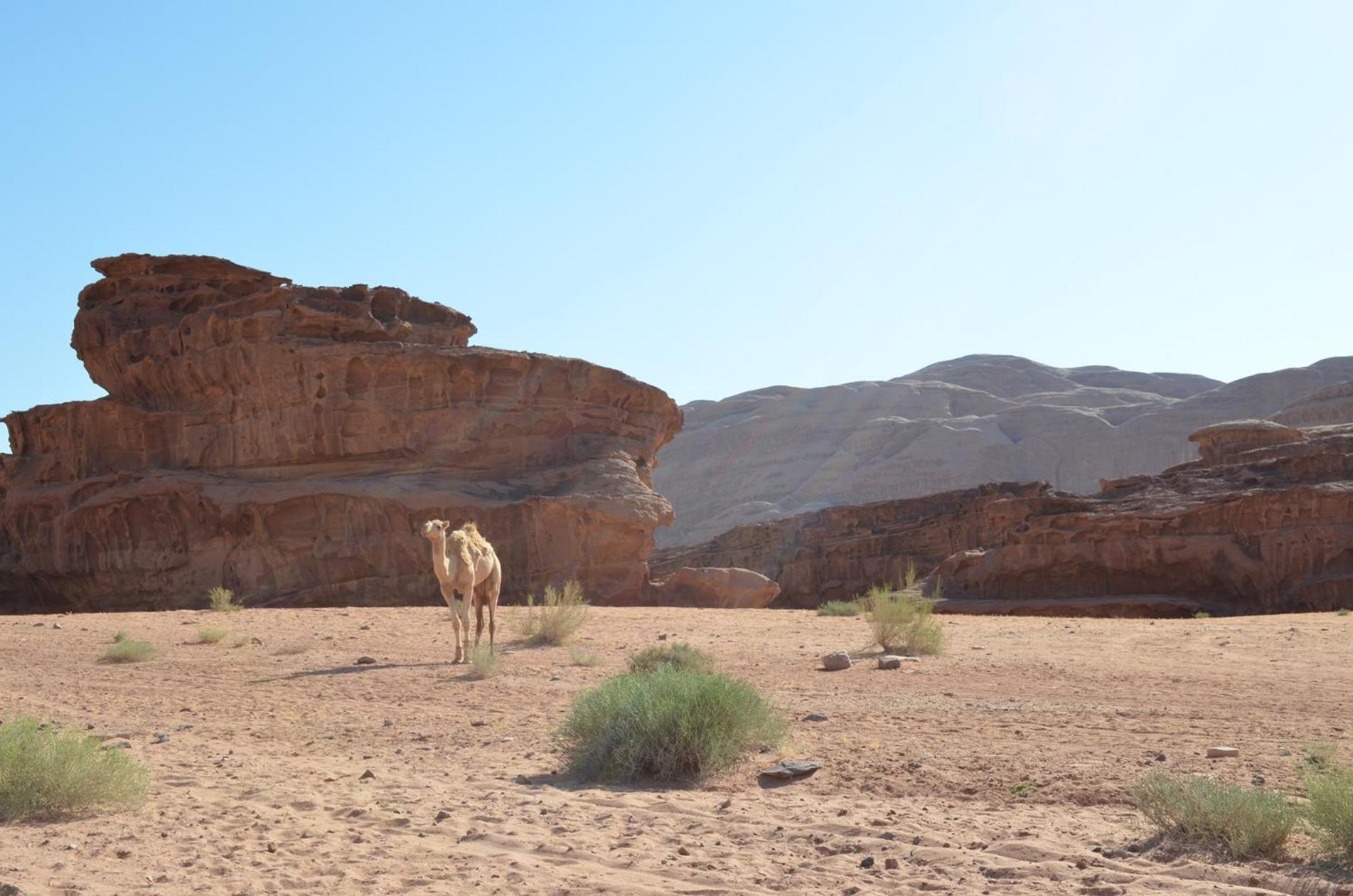 Hotel Wadi Rum Caeser Camp Esterno foto